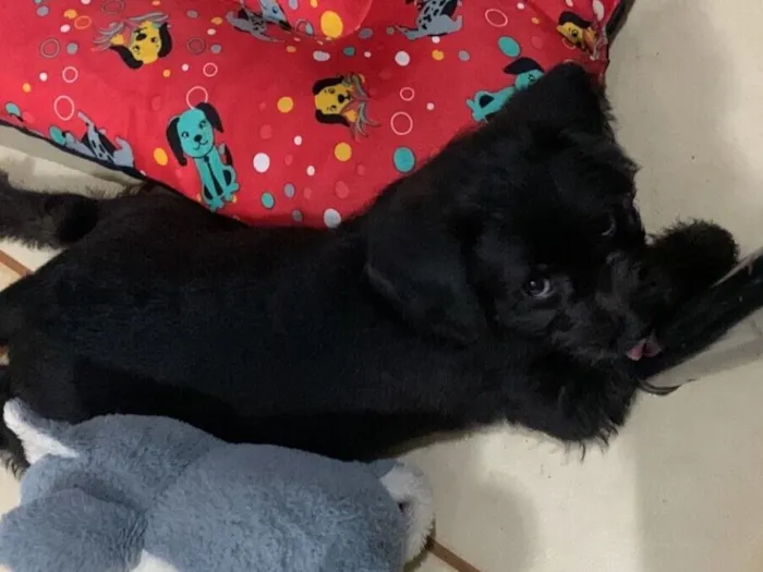 Cachorro raça SRD-ViraLata idade 2 a 6 meses nome Bleckinho 
