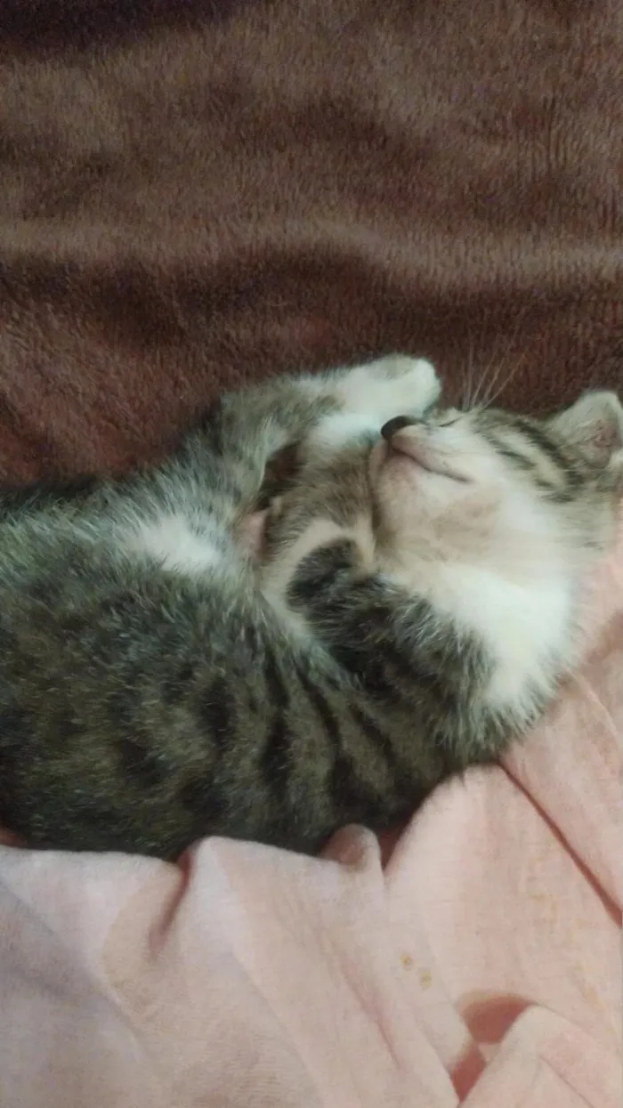 Gato raça SRD-ViraLata idade 2 a 6 meses nome Jack