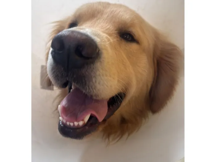 Cachorro raça Golden idade 2 anos nome Thor