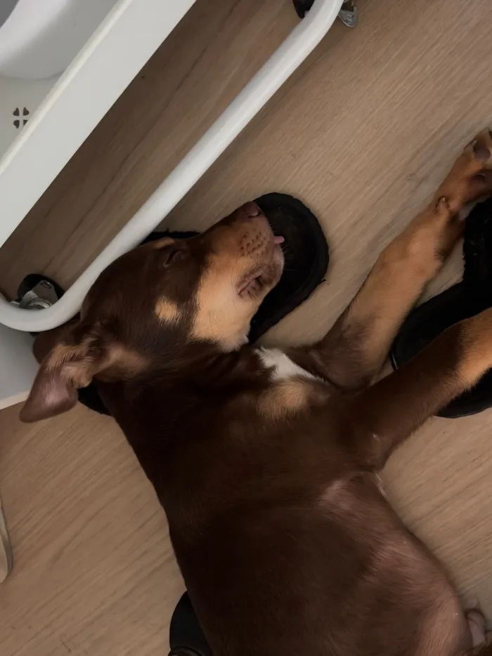 Cachorro raça Pit-Bull idade 2 a 6 meses nome Dengoso