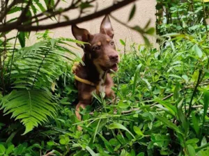 Cachorro raça Pit-Bull idade 2 a 6 meses nome Dengoso