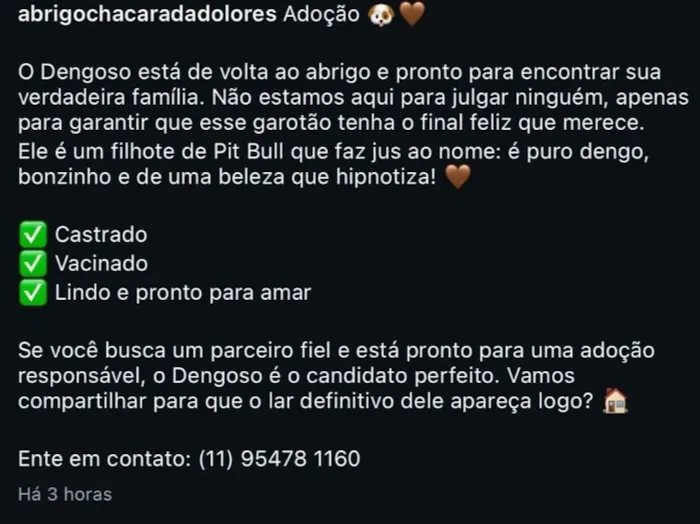 Cachorro raça Pit-Bull idade 2 a 6 meses nome Dengoso
