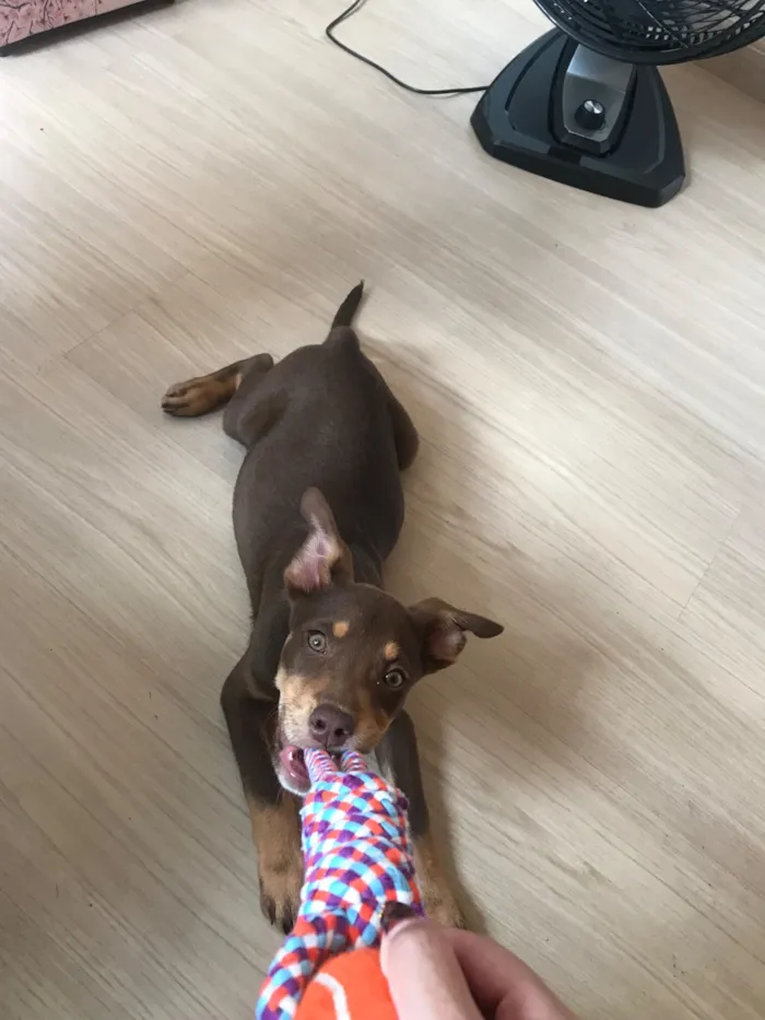 Cachorro raça Pit-Bull idade 2 a 6 meses nome Dengoso