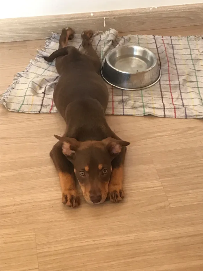 Cachorro raça Pit-Bull idade 2 a 6 meses nome Dengoso