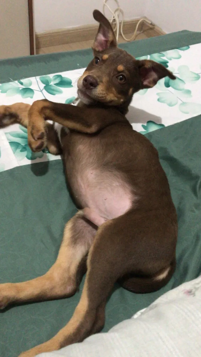 Cachorro raça Pit-Bull idade 2 a 6 meses nome Dengoso