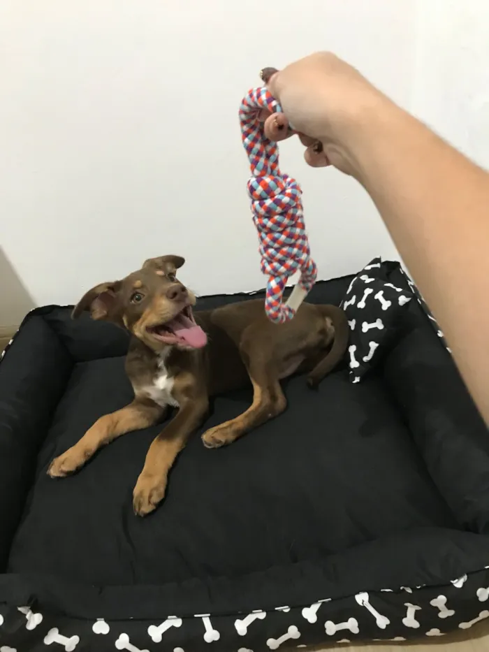 Cachorro raça Pit-Bull idade 2 a 6 meses nome Dengoso