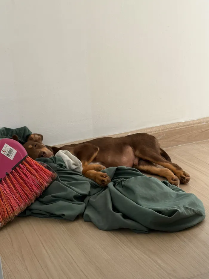 Cachorro raça Pit-Bull idade 2 a 6 meses nome Dengoso