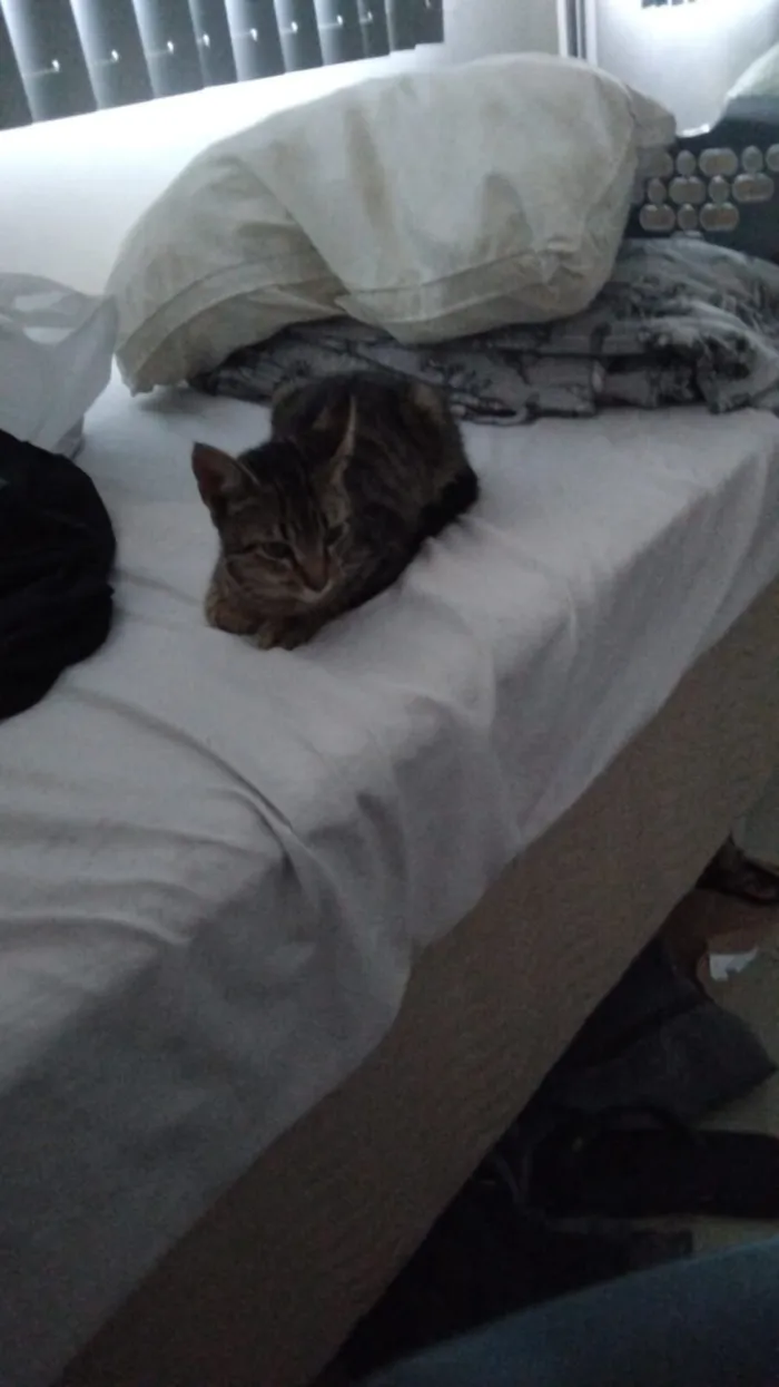 Gato raça SRD-ViraLata idade 2 a 6 meses nome Dokka (nome temporario)