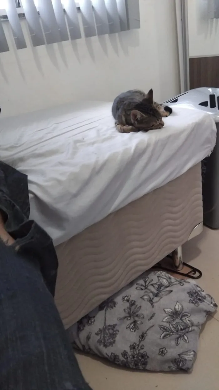 Gato raça SRD-ViraLata idade 2 a 6 meses nome Dokka (nome temporario)