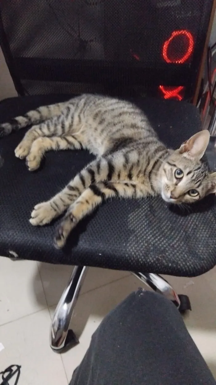 Gato raça SRD-ViraLata idade 2 a 6 meses nome Dokka (nome temporario)