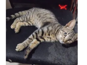 Gato raça SRD-ViraLata idade 2 a 6 meses nome Dokka (nome temporario)