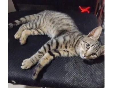 Gato raça SRD-ViraLata idade 2 a 6 meses nome Dokka (nome temporario)