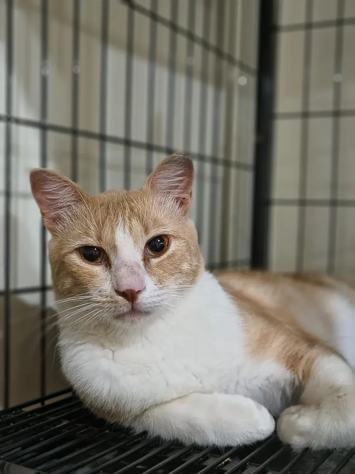 Gato raça SRD-ViraLata idade 7 a 11 meses nome Lipe