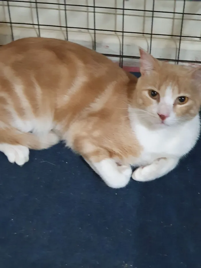 Gato raça SRD-ViraLata idade 7 a 11 meses nome Lipe