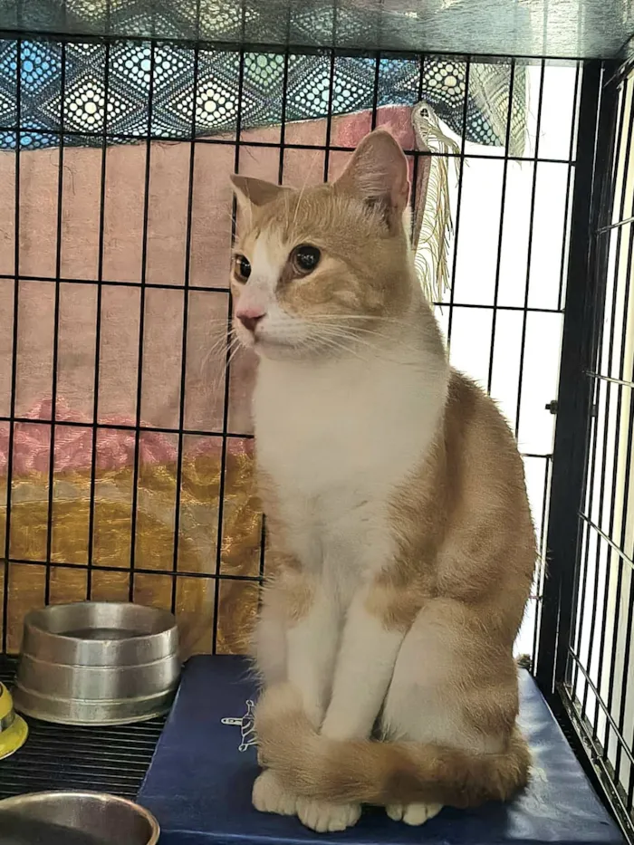 Gato raça SRD-ViraLata idade 7 a 11 meses nome Lipe