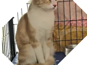 Gato raça SRD-ViraLata idade 7 a 11 meses nome Lipe