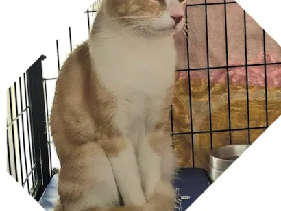 Gato raça SRD-ViraLata idade 7 a 11 meses nome Lipe