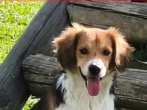 Cachorro raça SRD-ViraLata idade 1 ano nome Princesa