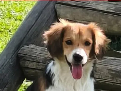 Cachorro raça SRD-ViraLata idade 1 ano nome Princesa