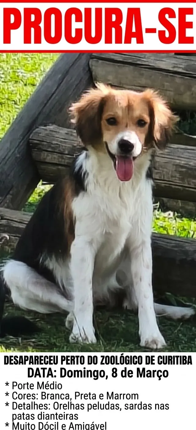 Cachorro raça SRD-ViraLata idade 1 ano nome Princesa