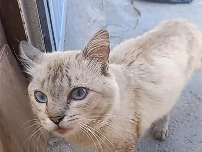 Gato raça SRD-ViraLata idade 1 ano nome gatinho