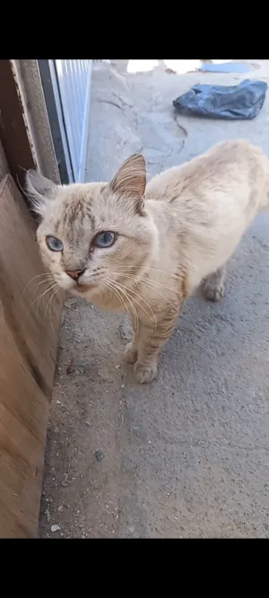 Gato raça SRD-ViraLata idade 1 ano nome gatinho