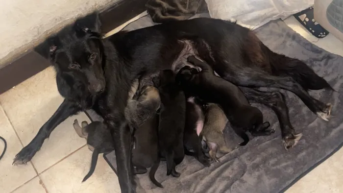 Cachorro raça SRD-ViraLata idade Abaixo de 2 meses nome Bebês de 2 semanas sem nome ainda