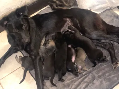 Cachorro raça SRD-ViraLata idade Abaixo de 2 meses nome Bebês de 2 semanas sem nome ainda