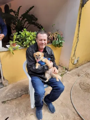 Cachorro raça SRD-ViraLata idade 6 ou mais anos nome nina