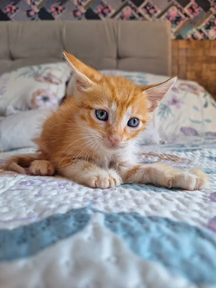 Gato raça SRD-ViraLata idade Abaixo de 2 meses nome Mufasa