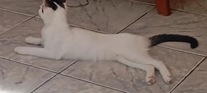 Gato raça SRD-ViraLata idade 2 a 6 meses nome LUNA