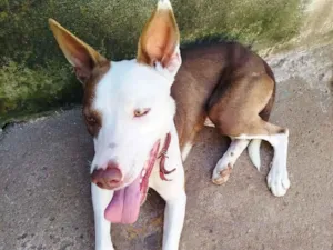 Cachorro raça SRD-ViraLata idade 2 anos nome pudim 