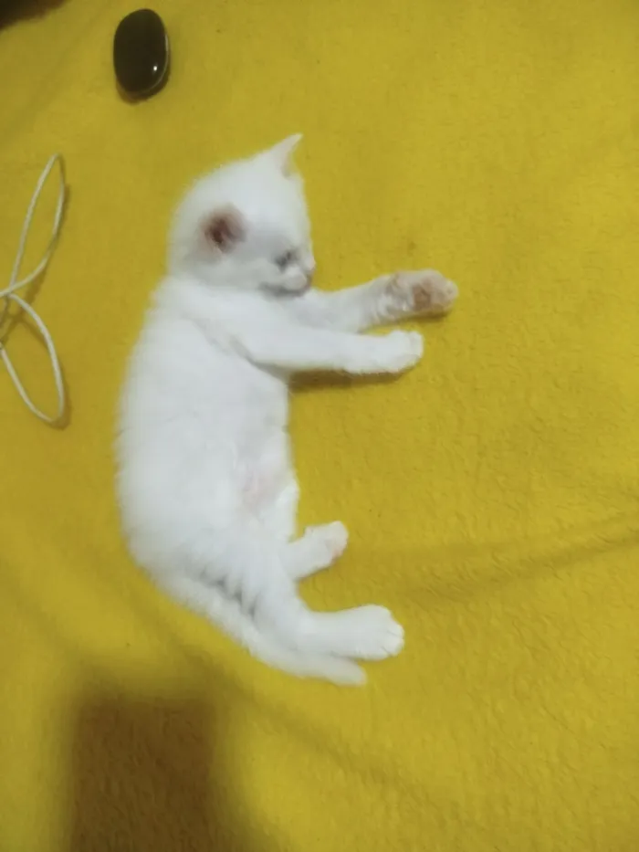 Gato raça SRD-ViraLata idade 2 a 6 meses nome pipoca