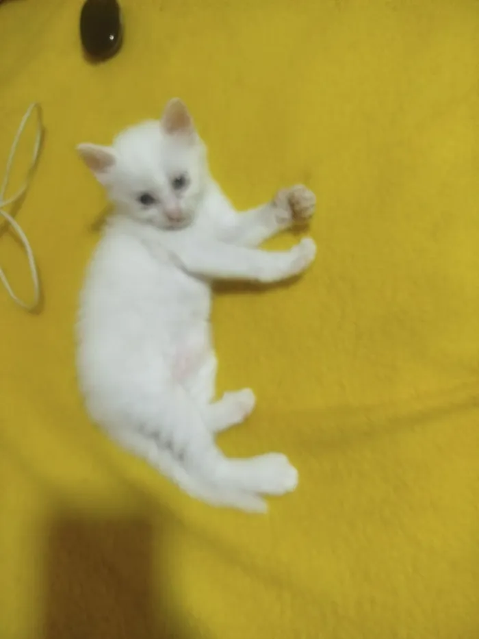 Gato raça SRD-ViraLata idade 2 a 6 meses nome pipoca