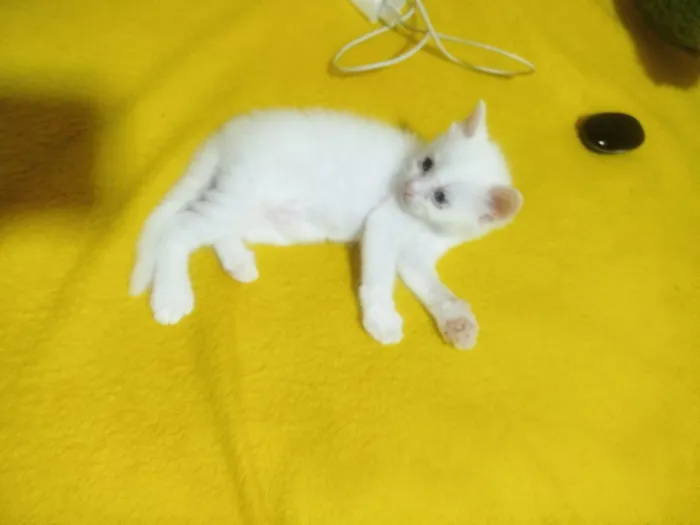 Gato raça SRD-ViraLata idade 2 a 6 meses nome pipoca