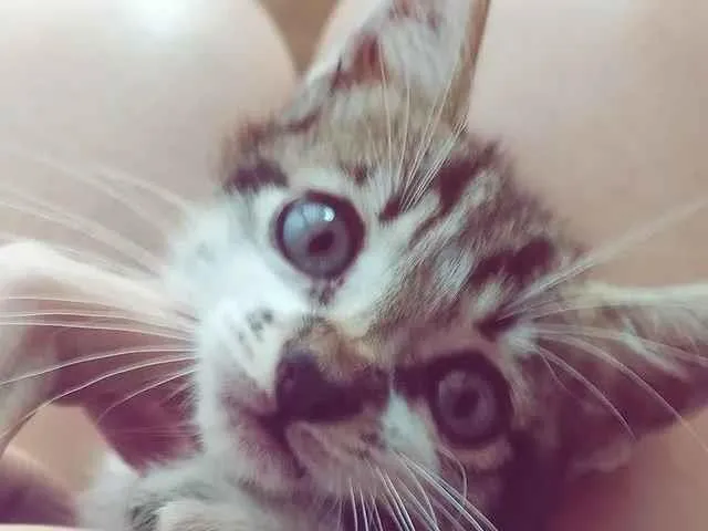 Gato raça SRD-ViraLata idade 2 a 6 meses nome Jack