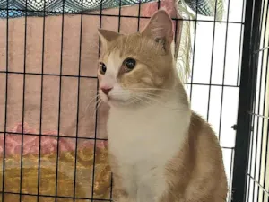 Gato raça SRD-ViraLata idade 7 a 11 meses nome Lipe