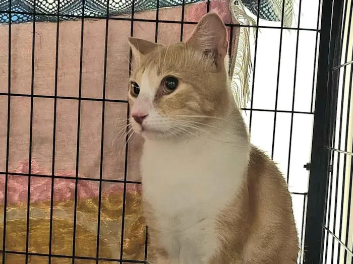 Gato raça SRD-ViraLata idade 7 a 11 meses nome Lipe