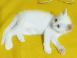 Gato raça SRD-ViraLata idade 2 a 6 meses nome pipoca