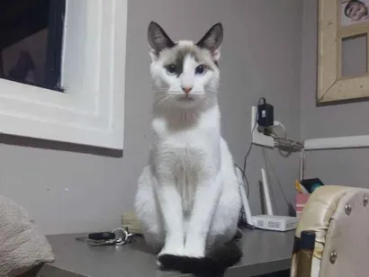 Gato raça SRD-ViraLata idade 1 ano nome neko