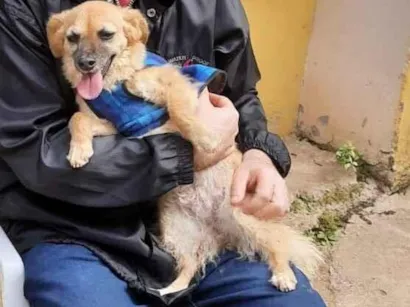Cachorro raça SRD-ViraLata idade 6 ou mais anos nome nina
