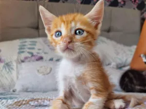 Gato raça SRD-ViraLata idade Abaixo de 2 meses nome Mufasa