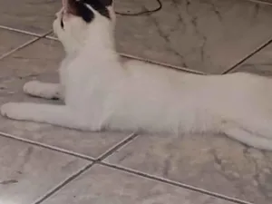 Gato raça SRD-ViraLata idade 2 a 6 meses nome LUNA