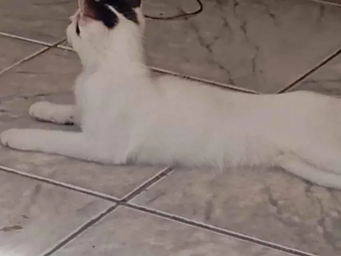 Gato raça SRD-ViraLata idade 2 a 6 meses nome LUNA