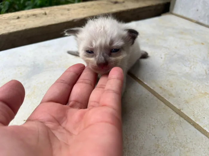 Gato raça SRD-ViraLata idade Abaixo de 2 meses nome Daniela 