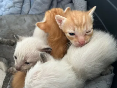 Gato raça SRD-ViraLata idade Abaixo de 2 meses nome Daniela Pessoa de oliveira