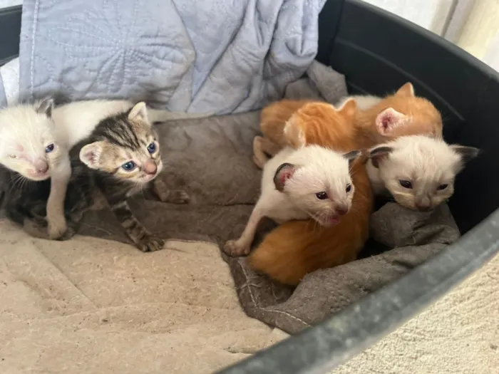 Gato raça SRD-ViraLata idade Abaixo de 2 meses nome Daniela Pessoa de oliveira