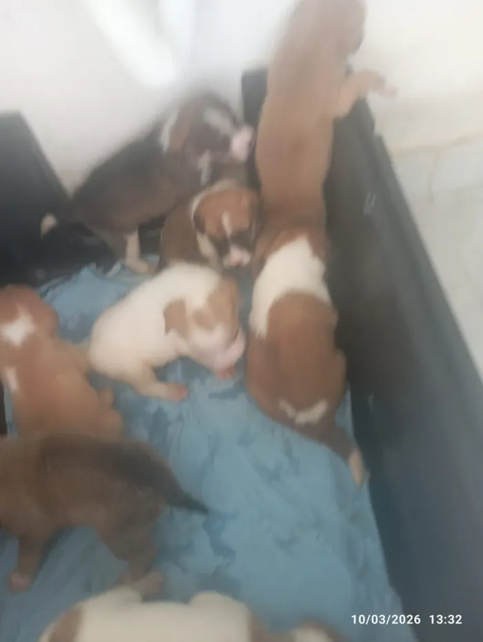 Cachorro raça SRD-ViraLata idade Abaixo de 2 meses nome Linda