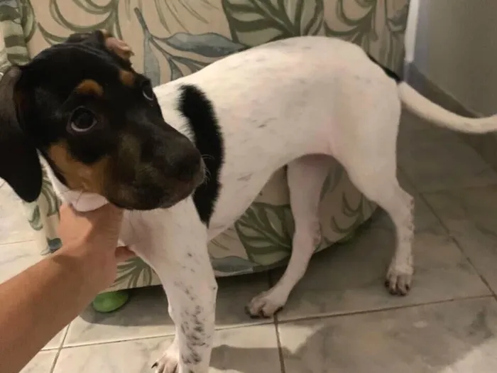 Cachorro raça SRD-ViraLata idade Abaixo de 2 meses nome Luna