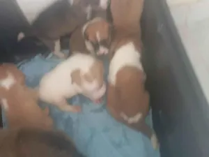 Cachorro raça SRD-ViraLata idade Abaixo de 2 meses nome Linda